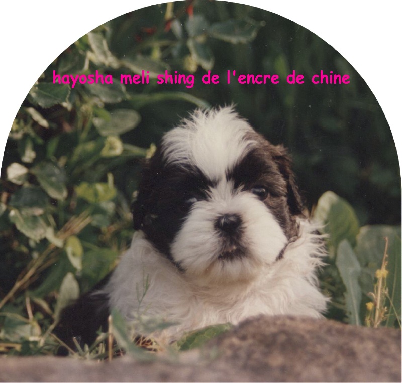 Hayosha meli shing De l'encre de chine