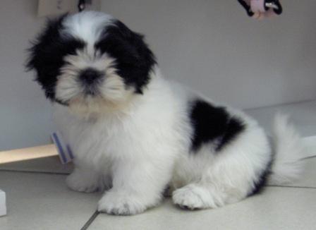 Baby xu De l'encre de chine
