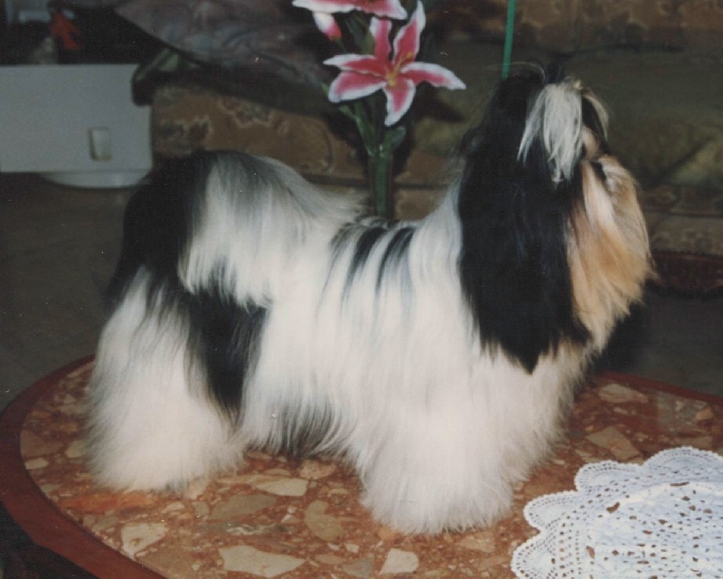 CH. Io ghi minh Shah abbas