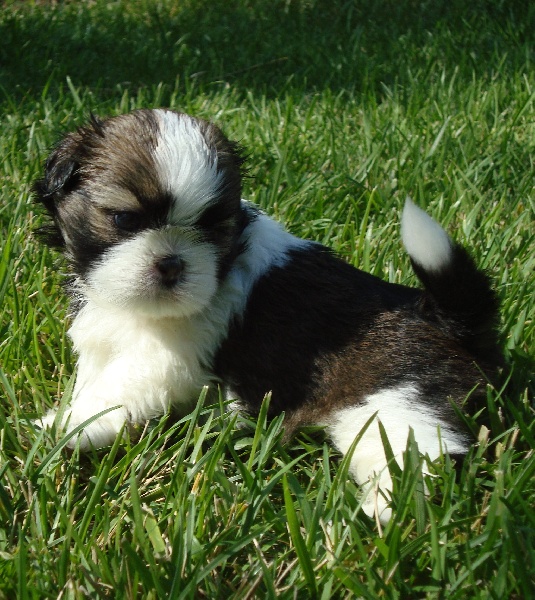 Ginger De l'encre de chine