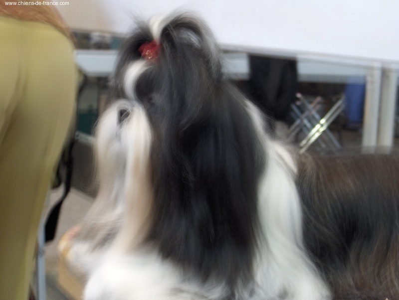 CH. Babylove From Audrey's Paradise - 1ER EXC CAC