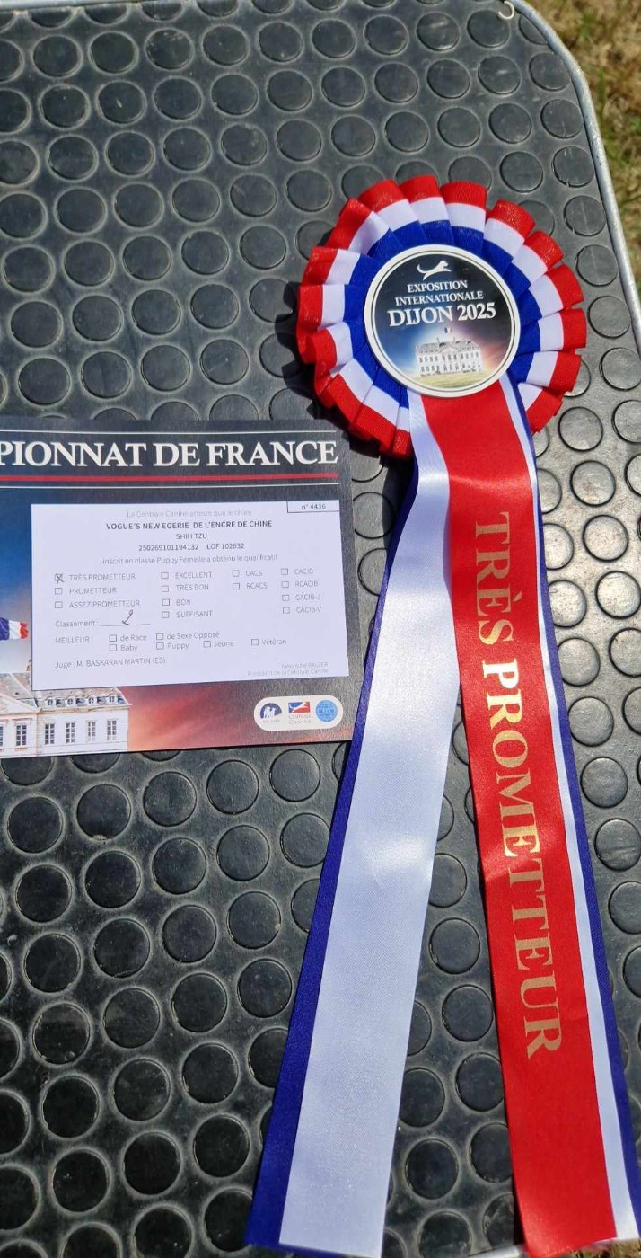 CH. Vogue's new égérie De l'encre de chine - 2 ème Très prometteur en classe Puppy