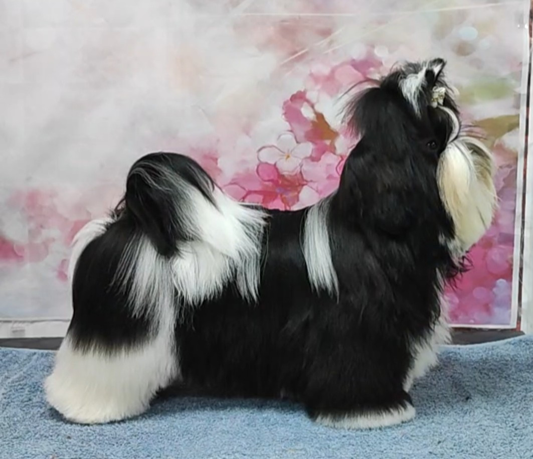 CH. Vogue's new égérie De l'encre de chine - 1 er très prometteur, meilleur puppy, 5 ème au meilleur de groupe puppy, best in show paire avec sa soeur Valkyrie Lily Tchang