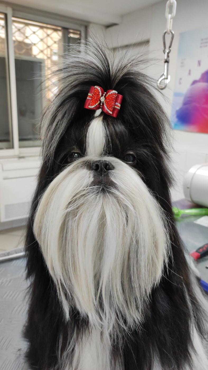 CH. Vogue's new égérie De l'encre de chine - 2 ème Excellent, confirmée, 2 ème meilleur paire de l'exposition avec sa soeur Valkyrie Lily Tchang de l'Encre de Chine