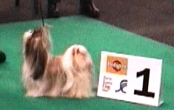 CH. Z'forever From Audrey's Paradise - 1ER EXC RCACIB