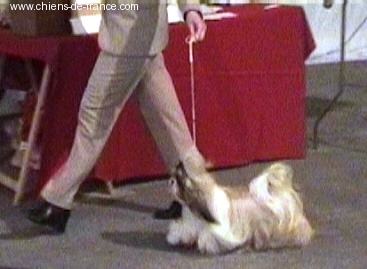 CH. Z'forever From Audrey's Paradise - 2 EXCELLENT RCAC RCACIB