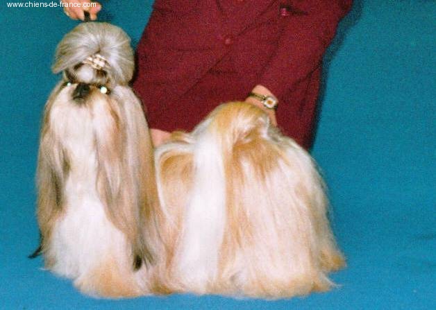 CH. Z'forever From Audrey's Paradise - 2EME EXC RCAC