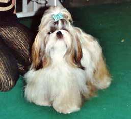 CH. Z'forever From Audrey's Paradise - 1ER EXCELLENT CHAMPIONNE JEUNE DE FRANCE