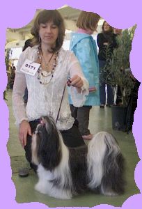 CH. Babylove From Audrey's Paradise - EXCELLENT