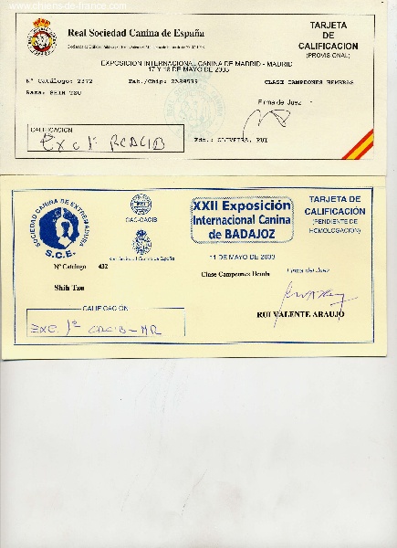 CH. Z'forever From Audrey's Paradise - 1ER EXC CACIB BOB 2EME BEST GROUPE