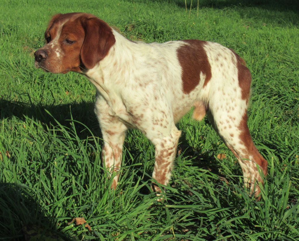 Valdi des bois de gland