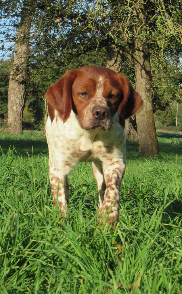 Valdi des bois de gland