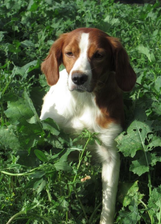 Publication : De tremouard Auteur : Sandrine FLAUX