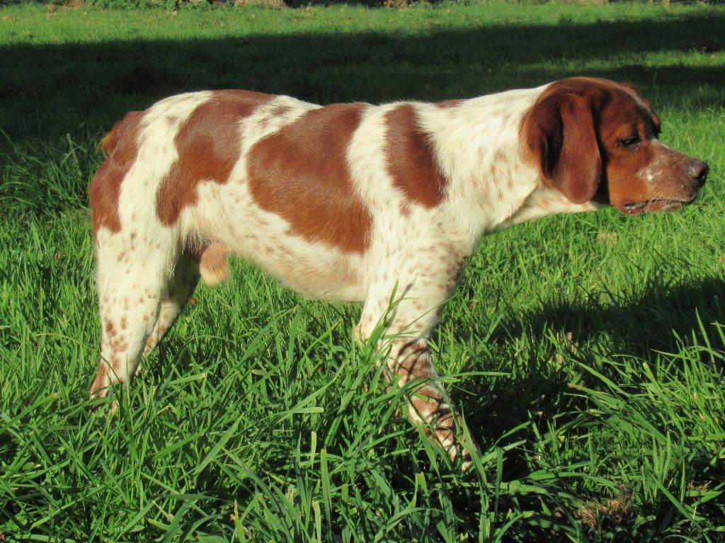 Valdi des bois de gland