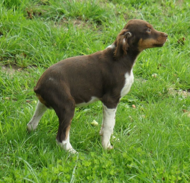 JASMIN de Trémouard