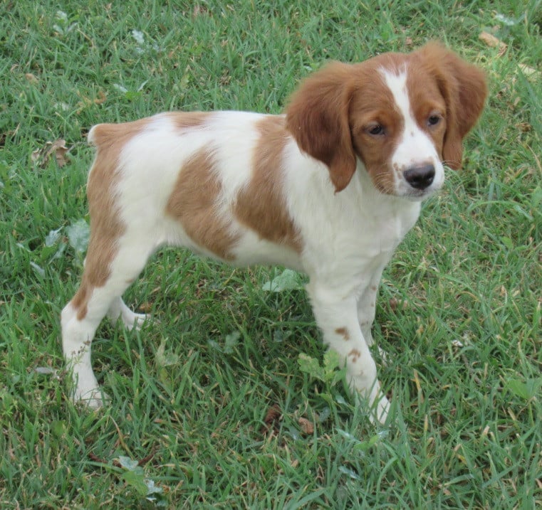 BANJO de Trémouard