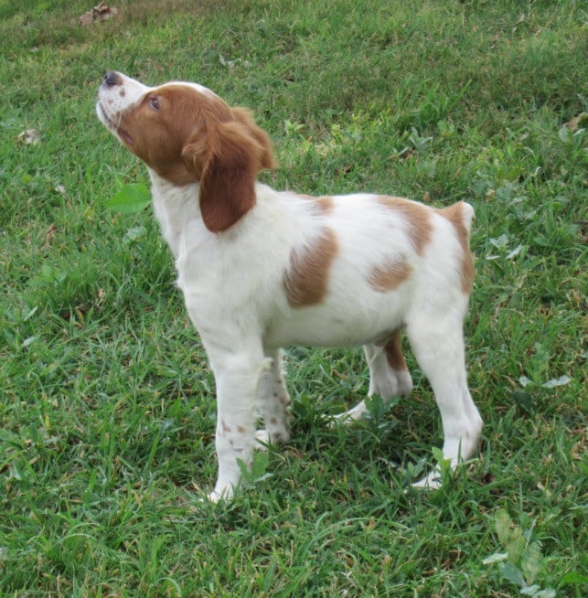 BANJO de Trémouard