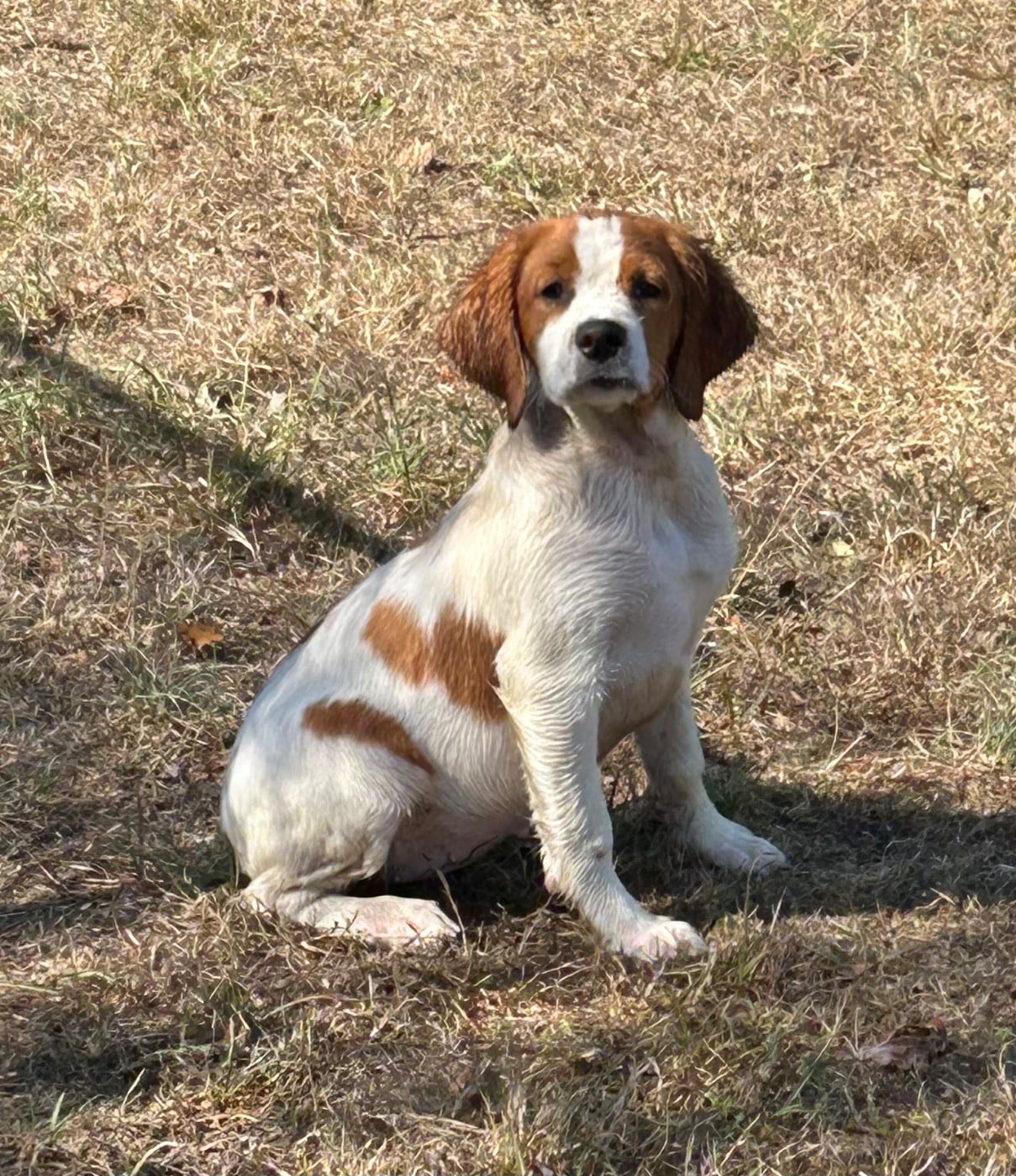 BIONA de Trémouard