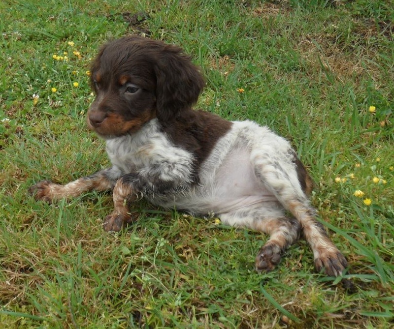 J'ADORE de Trémouard