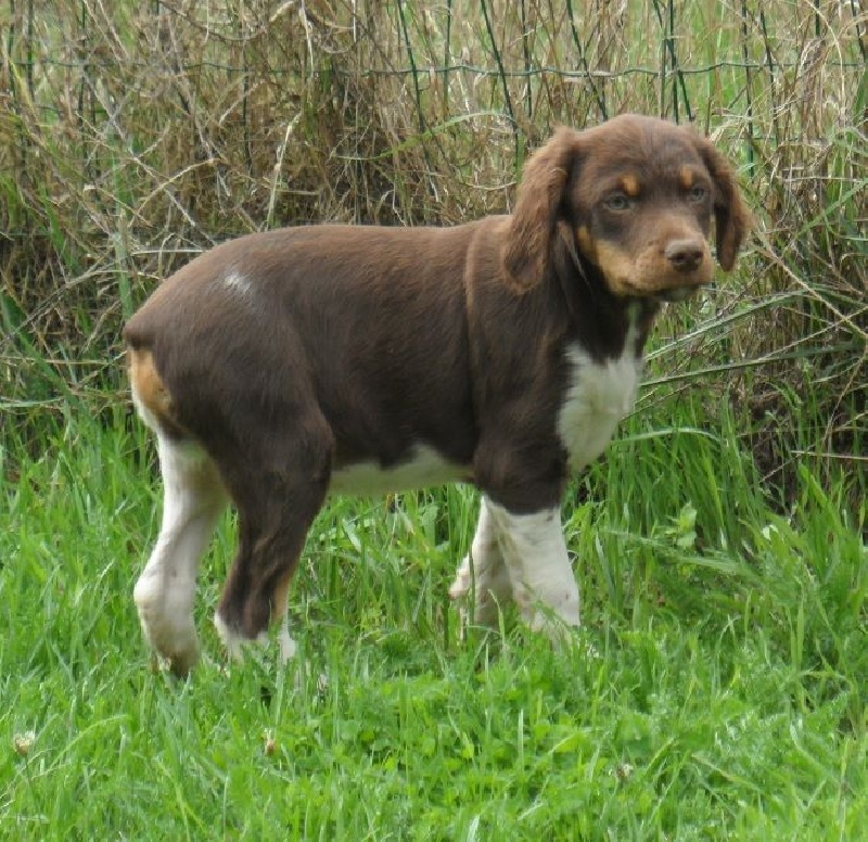 JASMIN de Trémouard