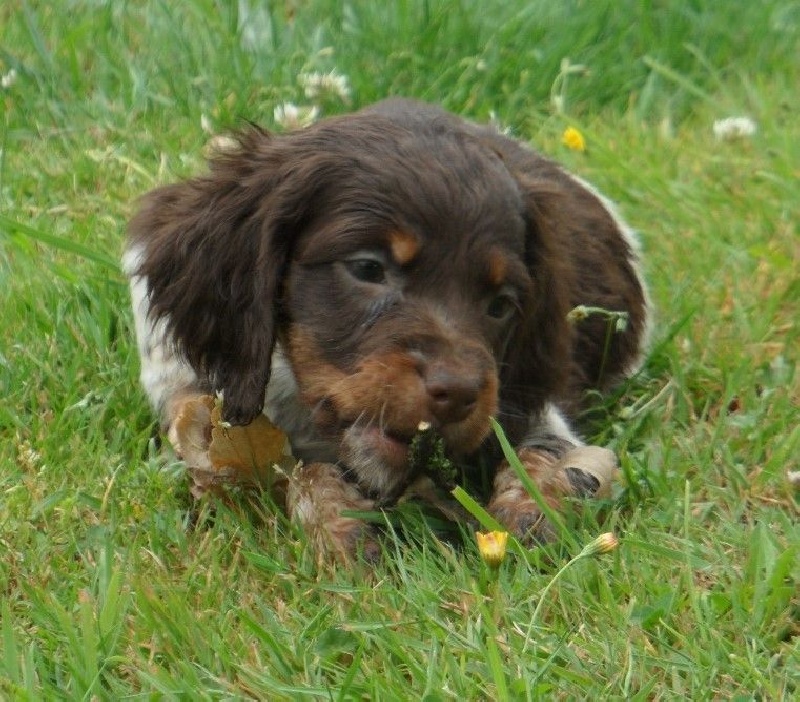 J'ADORE de Trémouard
