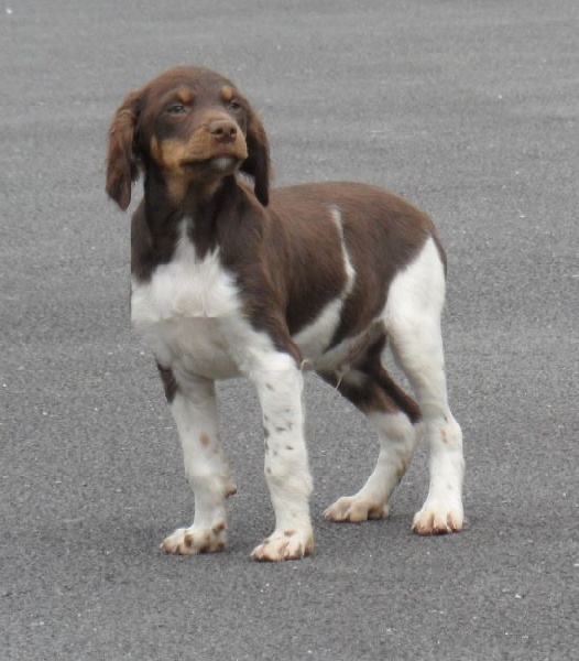 JASMIN de Trémouard