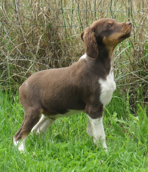 JASMIN de Trémouard