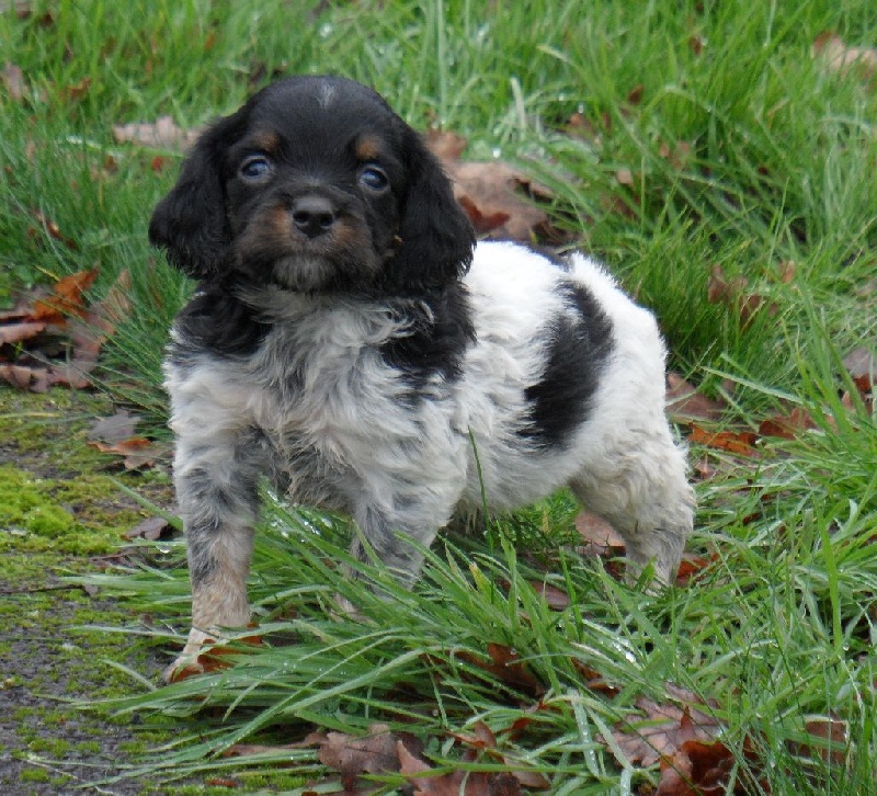 LUCKY IV de Trémouard