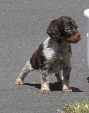 J'ADORE de Trémouard