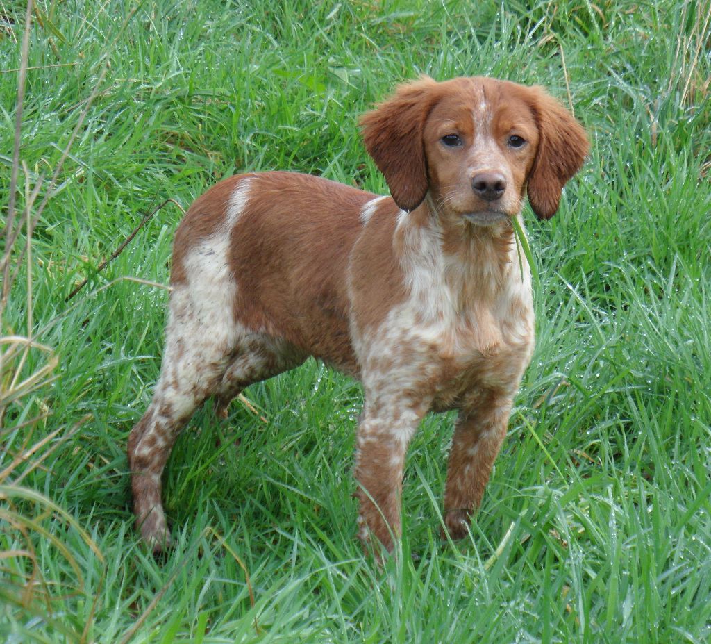 Chiot - Elevage De tremouard - Eleveur d' Epagneul Bretons