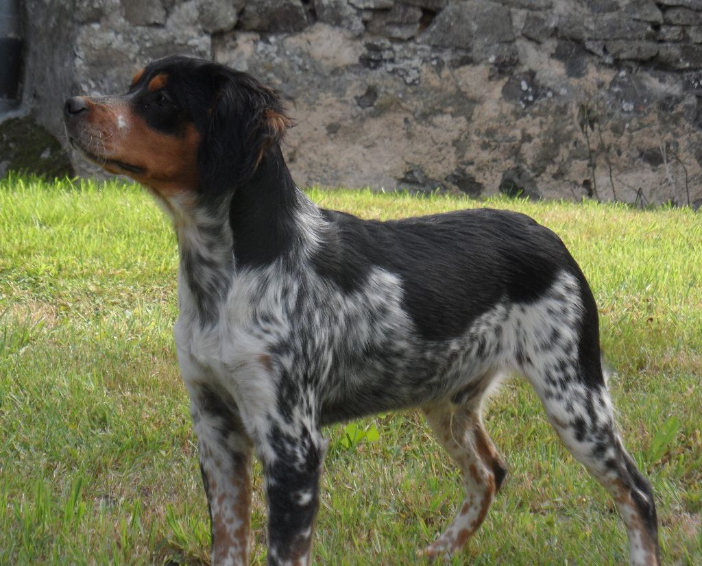 Chiot Elevage De Tremouard Eleveur D Epagneul Bretons