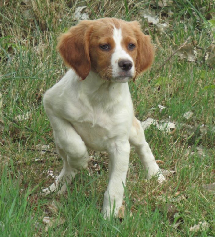 Tous nos chiots à vendre de race Epagneul Breton en France