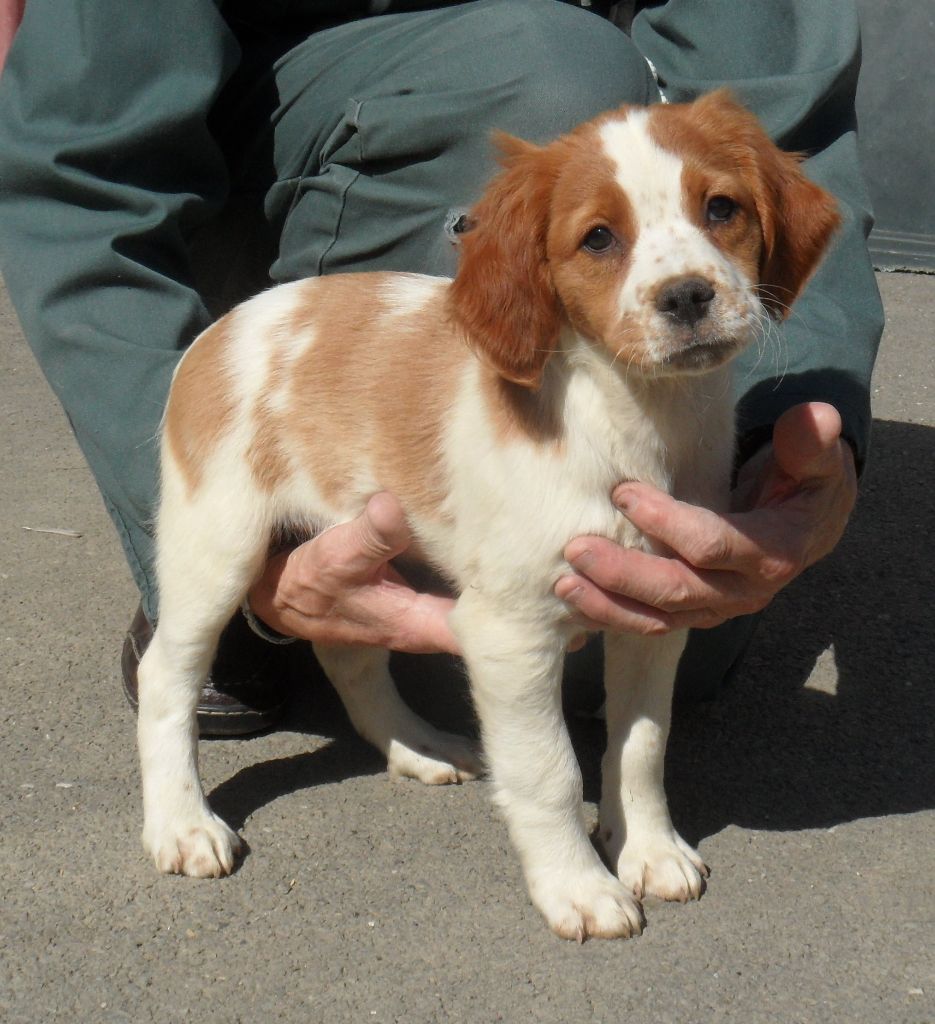 Chiot - Elevage De tremouard - Eleveur d' Epagneul Bretons