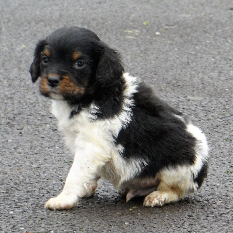 LEADER de Trémouard