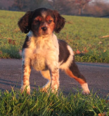 Les chiots de Epagneul Breton