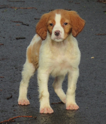 Les chiots de Epagneul Breton
