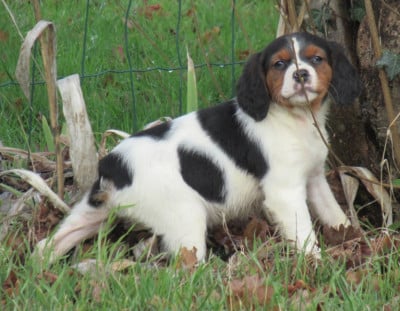 Les chiots de Epagneul Breton