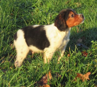 Les chiots de Epagneul Breton