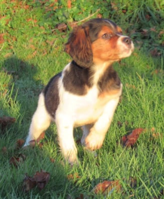 Les chiots de Epagneul Breton