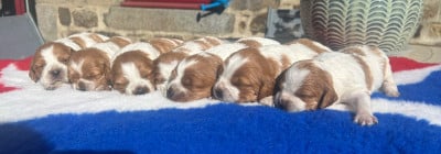 Les chiots de Epagneul Breton