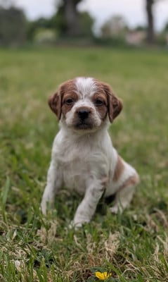Les chiots de Epagneul Breton