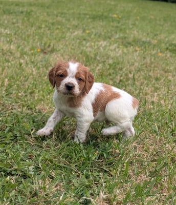 Les chiots de Epagneul Breton
