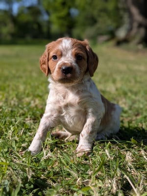 Les chiots de Epagneul Breton