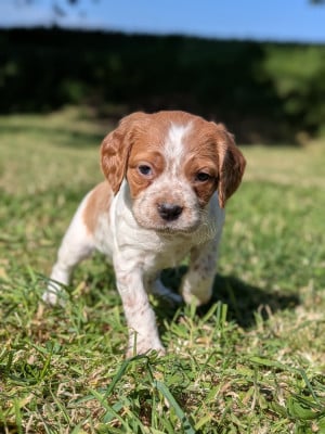 Les chiots de Epagneul Breton
