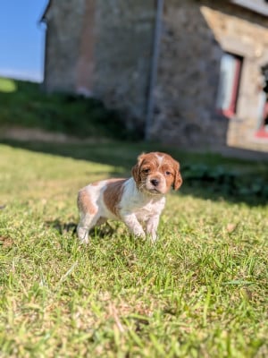 Les chiots de Epagneul Breton