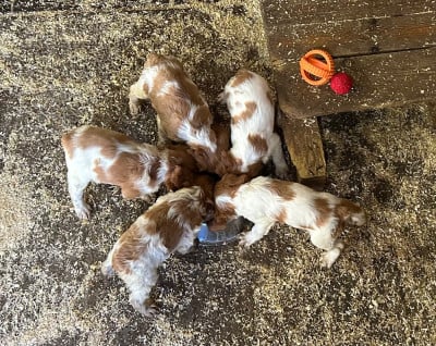 Les chiots de Epagneul Breton