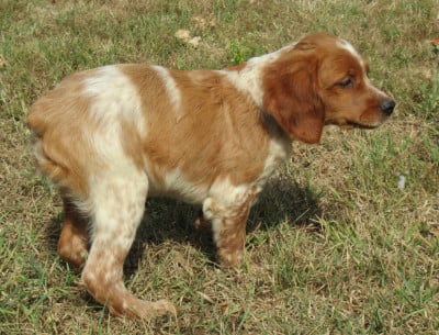Les chiots de Epagneul Breton