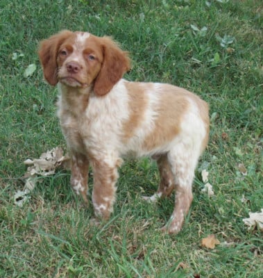 Les chiots de Epagneul Breton