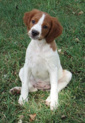 Les chiots de Epagneul Breton