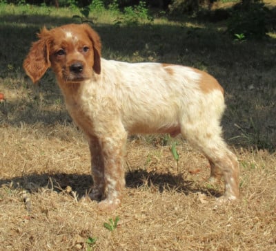Les chiots de Epagneul Breton